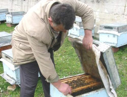 Arıcılıkta ilaç kullanımına dikkat