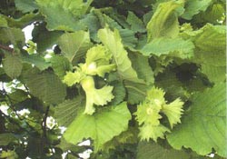 Çamur fındığı etkiler mi?