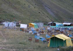 Ordu balı marka olmalı