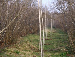 Fındığa alternatif kavak diktiler