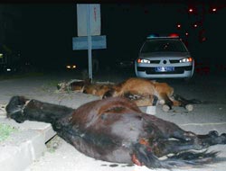 Atlar karayoluna çıkınca telef oldu