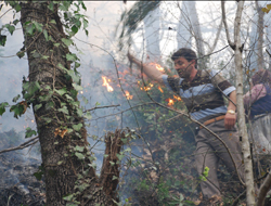 Fatsa'da orman yangını