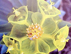 Mevlana çiçeğindeki semazenler