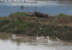 Kuğular Melet'e misafir oldu