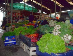 Karadeniz bitkileri demir deposu