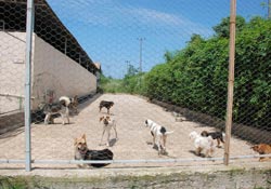 Sokak köpekleri sorun olmaya devam ediyor