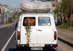 İnek minübüse girerse