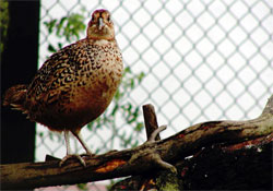 Sülünler Karadeniz doğasına salındı