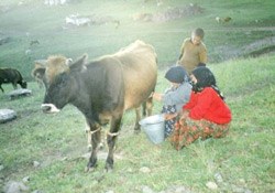 Samsun da Brucellozis Paniği