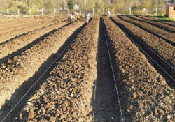 Çiftçi sayısında Ordu ikinci sırada