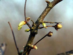 Fındık üreticisi don korkusu yaşıyor