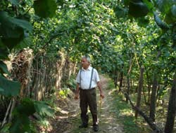 Fındıkta hasar oluşmamış