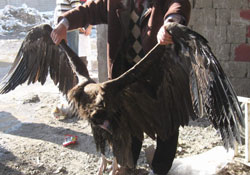 Aç kalan akbaba şehire indi