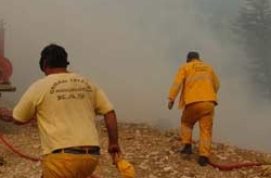 Fatsa'da orman yangını