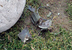 Hastanede siyah kutu paniği