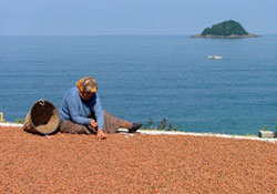 Fındıkta ortalık karışık