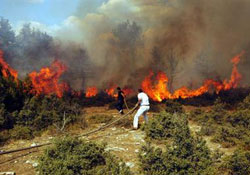 Giresunda 1500 hektar alan yandı