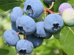 Espiye de Yaban Mersini Eğitimi