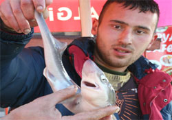 Balıkçı ağında yavru köpek balığı