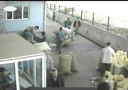 TMO'da Giresunlu işçiler ortada kaldı