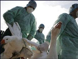 Kuş giribi virüsü deşifre edildi