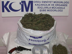 Ordu'da esrar operasyonu