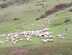 Ordu'da Yayla evlerine yeni düzenleme