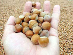 01/09/2011 - 31/01/2012 FINDIK