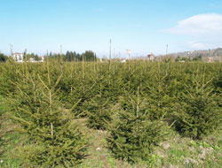 2008 de 856 bin fidan dikildi