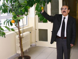 Balkonda portakal meyve verdi