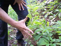 Sokakta Fidan Satışı Yasak