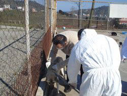 Giresun'da kuduz aşılama kampanyası başladı