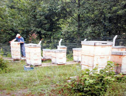 Bal isimini bitkilerden almalı