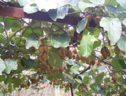 Kivi Derneği Alım Fiyatları Açıklandı