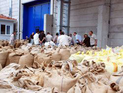 TMO 366 bin ton fındık aldı