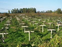 Ordu'da vatandaş pepino dağıtıldı