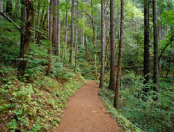 Orman Kadastro %60 tamamlandı