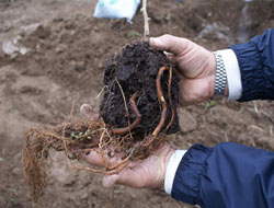 33 bin fidan dağıtıldı