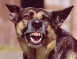 Sağlık Müdürlüğü'nden kuduz açıklaması