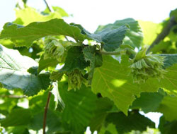 2009 fındık hasatı başladı