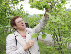 İspanyollar Ordu fındığını inceledi