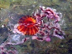 İstanbul'a doğru geliyorlar