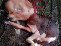 Görenler korkudan şoka girdi