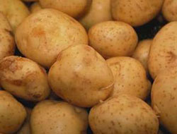 Patatesler hastalıklı değilmiş