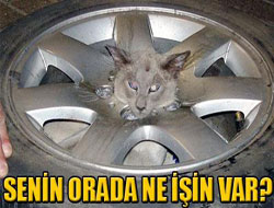 Yaramaz kedi herkesi şaşırttı