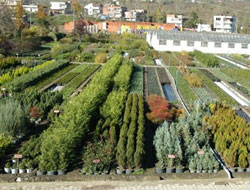 6 yılda 12 milyon fidan üretildi