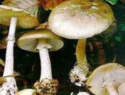 Mantar zehirlenmeleri arttı