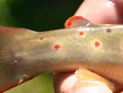 Ordu Alabalığı maçkaya bırakıldı