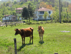 TARSİM 10 Milyon Hasar Ödedi