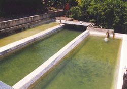 Giresun da Alabalık Üretimi